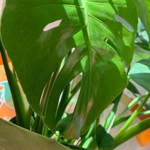 Meet your Posher, Jenny